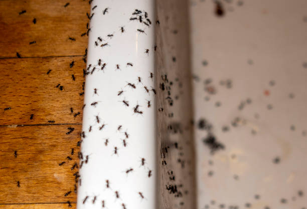Best Best Pest Control Companies  in Fort Sumner, NM