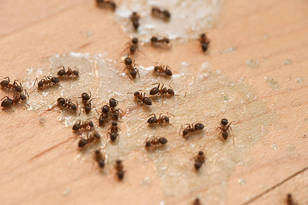 Best Pest Control for Homes  in Fort Sumner, NM
