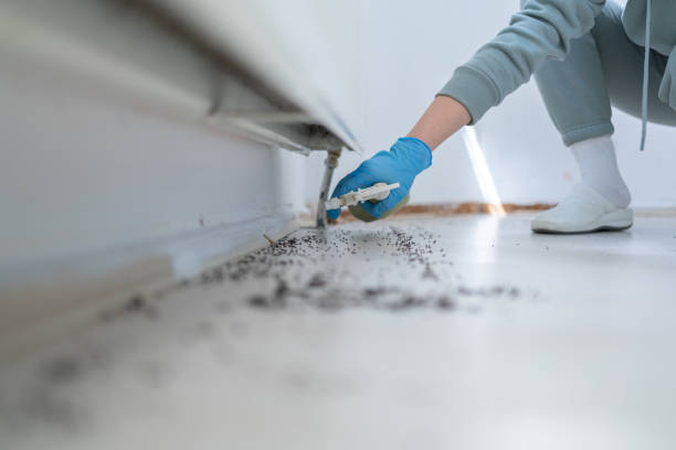 Professional Pest Control in Fort Sumner, NM